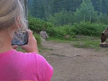 Медведи нападают на туристов в Кемерово