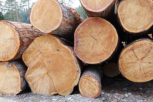 В Хабаровске считают, что обойти запрет на вывоз леса за рубеж будет несложно