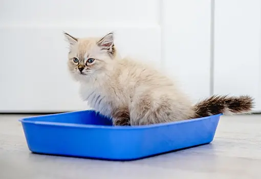 Воспитание кошки: как приучить котенка к лотку