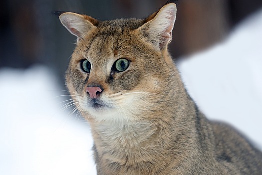 Хищники в тени тростника: как в Дагестане спасают редких диких котов
