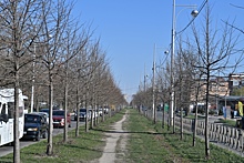 В Краснодаре для строительства трамвайной линии пересадят почти 700 деревьев