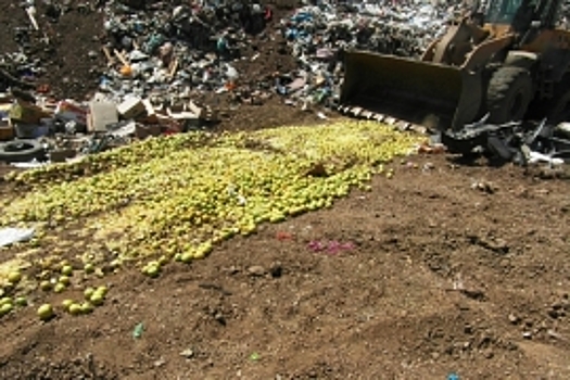 В Махачкале уничтожили более двух тонн санкционных яблок