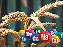 Важные для селекции гены у российских сортов пшеницы определили ученые