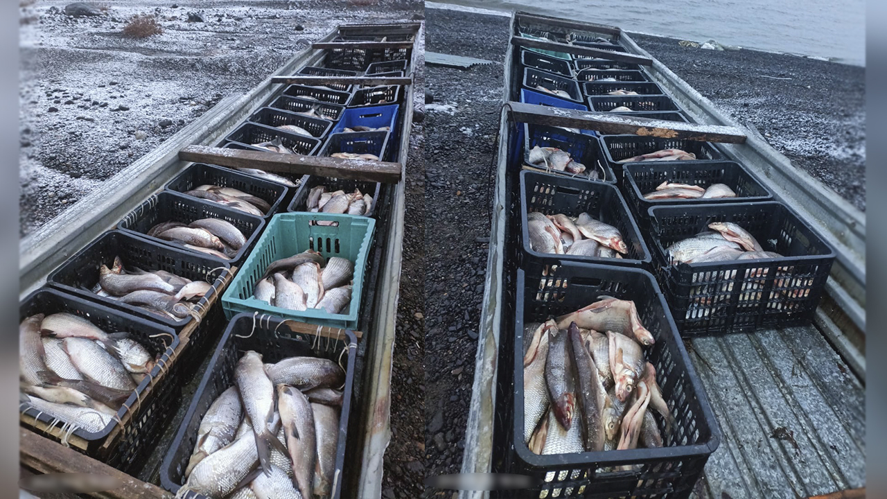 В незаконном вылове свыше тысячи рыб вида сиг подозревает полиция жителя Красноярского края