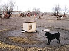 В Казани перед ЧМ строят дополнительные вольеры для безнадзорных животных