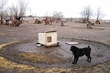 В Казани перед ЧМ строят дополнительные вольеры для безнадзорных животных