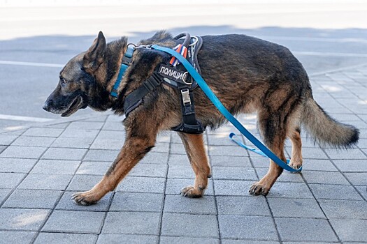 Поиски пропавших подруг свернули в Сочи
