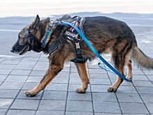 Поиски пропавших подруг свернули в Сочи