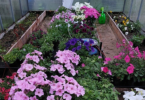 Садоводы рассказали, как растения перенесли майские заморозки