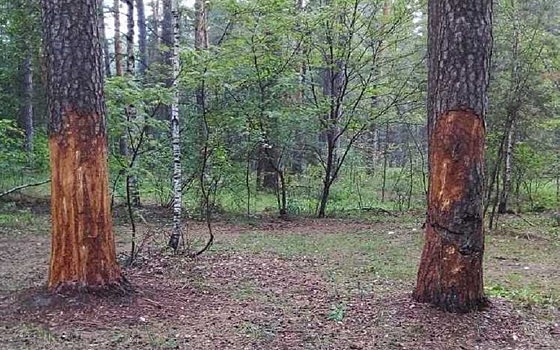 У Солотчи вандалы ободрали кору с 11 сосен у тропы Паустовского