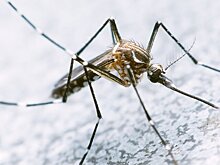 Ученый Марьинский спрогнозировал раннее появление комаров при условии теплой весны