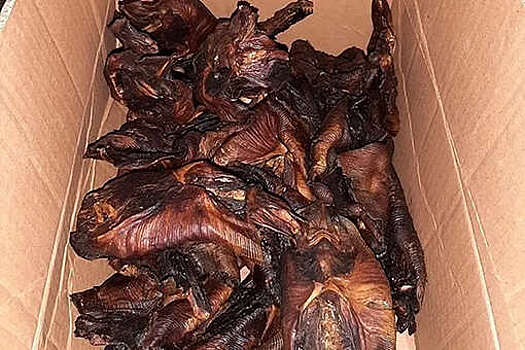 В Германии на границе изъяли партию зажаренных летучих мышей