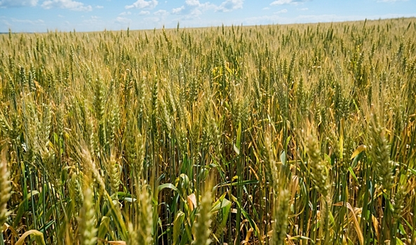 В Волгоградской области вернули в сельхозоборот 98,4 тысячи гектаров земель