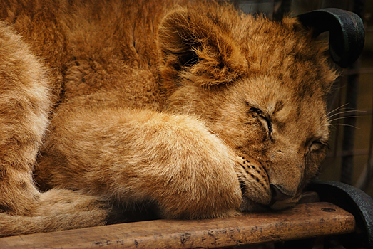 В квартире у жителей Благовещенска поселился львенок