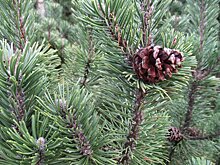 Пункты сдачи новогодних елок  в Академическом районе закроются 20 февраля