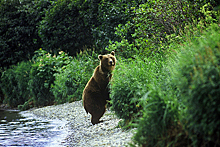 Иностранные туристы переломали кости после встречи с медведем на Камчатке