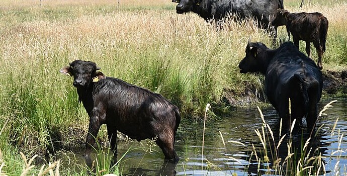 Власти Франции уничтожили стадо сбежавших с фермы бизонов