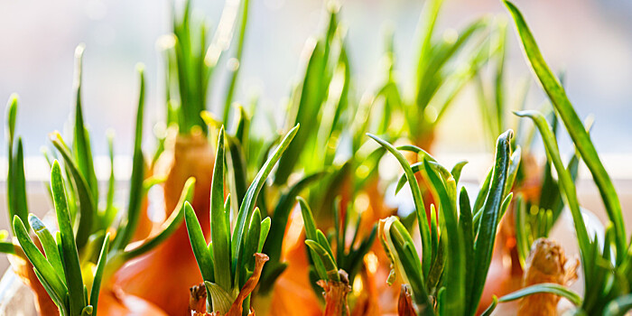 Огород на подоконнике: быстрые способы вырастить сочный лук дома зимой