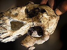 Ученые воссоздали лицо древнейшего предка человека