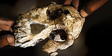 Ученые воссоздали лицо древнейшего предка человека