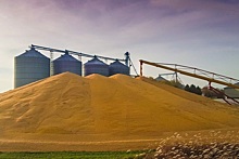 ОЗК увеличила объём ежедневных закупок пшеницы на 2 тыс. тонн