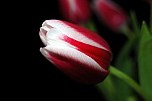 В Костроме расцвел первый тюльпан. У него — самая модная расцветка