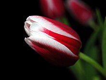 В Костроме расцвел первый тюльпан. У него — самая модная расцветка