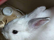 В Улан-Удэ мужчину задержали за кражу кролика для беременной жены