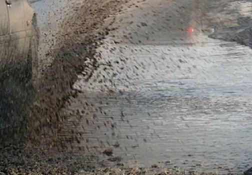 Это просто ужас: донские пешеходы обратились с просьбой к водителям