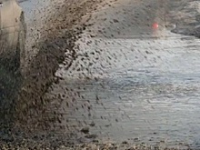 Это просто ужас: донские пешеходы обратились с просьбой к водителям