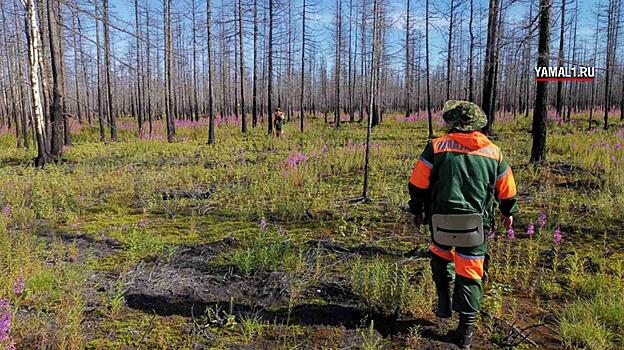 Волонтеры «ЛизаАлерт» получили 399 заявок о пропавших жителях Санкт-Петербурга