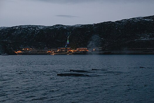 Ради мечты или рекламы: Ляйсан Утяшева и Павел Воля восхитились китами в Териберке