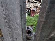 По телефону 112 можно будет пожаловаться на нападения животных