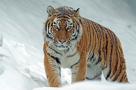   В Хабаровском крае убили тигрицу, охотившуюся на людей   