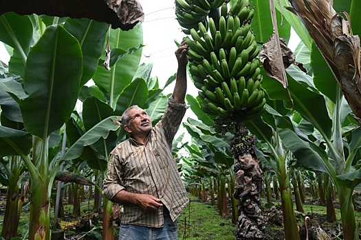 На Ставрополье в теплицах решили выращивать бананы