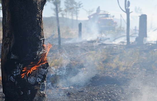 Площадь лесных пожаров в России выросла на 1,2 тыс. гектар
