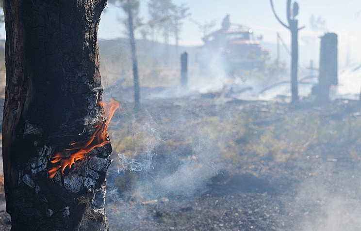 В Приморье увеличилась площадь лесных пожаров