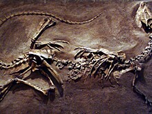 Ядовитые динозавры: правда или выдумка?