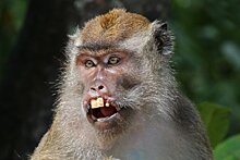 В США возник дефицит лабораторных обезьян для испытания вакцин от COVID