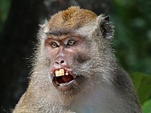 В США возник дефицит лабораторных обезьян для испытания вакцин от COVID