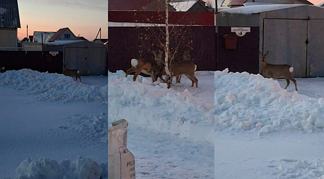Крупные дикие звери заполонили новосибирское село