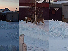Крупные дикие звери заполонили новосибирское село