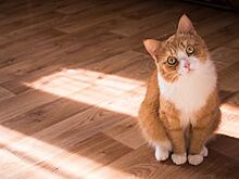 Как подзывают кошек на разных языках