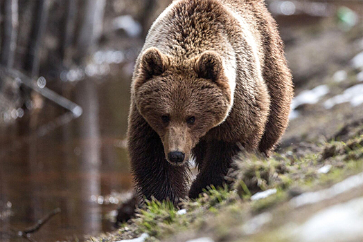 В Иркутской области популяция бурых медведей на несколько тысяч особей превысила норму