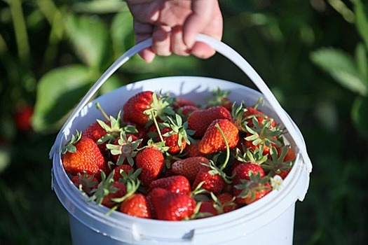 В Кабардино-Балкарии приступили к сбору урожая клубники