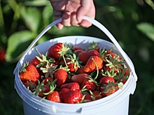 В Кабардино-Балкарии приступили к сбору урожая клубники