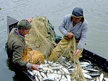 Роспотребнадзор объяснился за мышьяк в треске