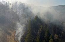 В граничащем с Украиной регионе начался лесной пожар после обстрела ВСУ