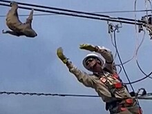 Рабочий при помощи уговоров спас повисшего на высоковольтных проводах ленивца