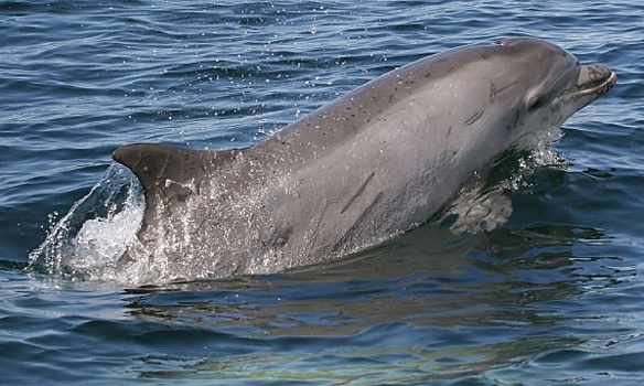 Российские ученые при поддержке «Роснефти» провели первую за тридцать лет экспедицию по изучению дельфинов Черного моря